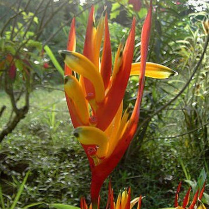 Heliconia Seeds