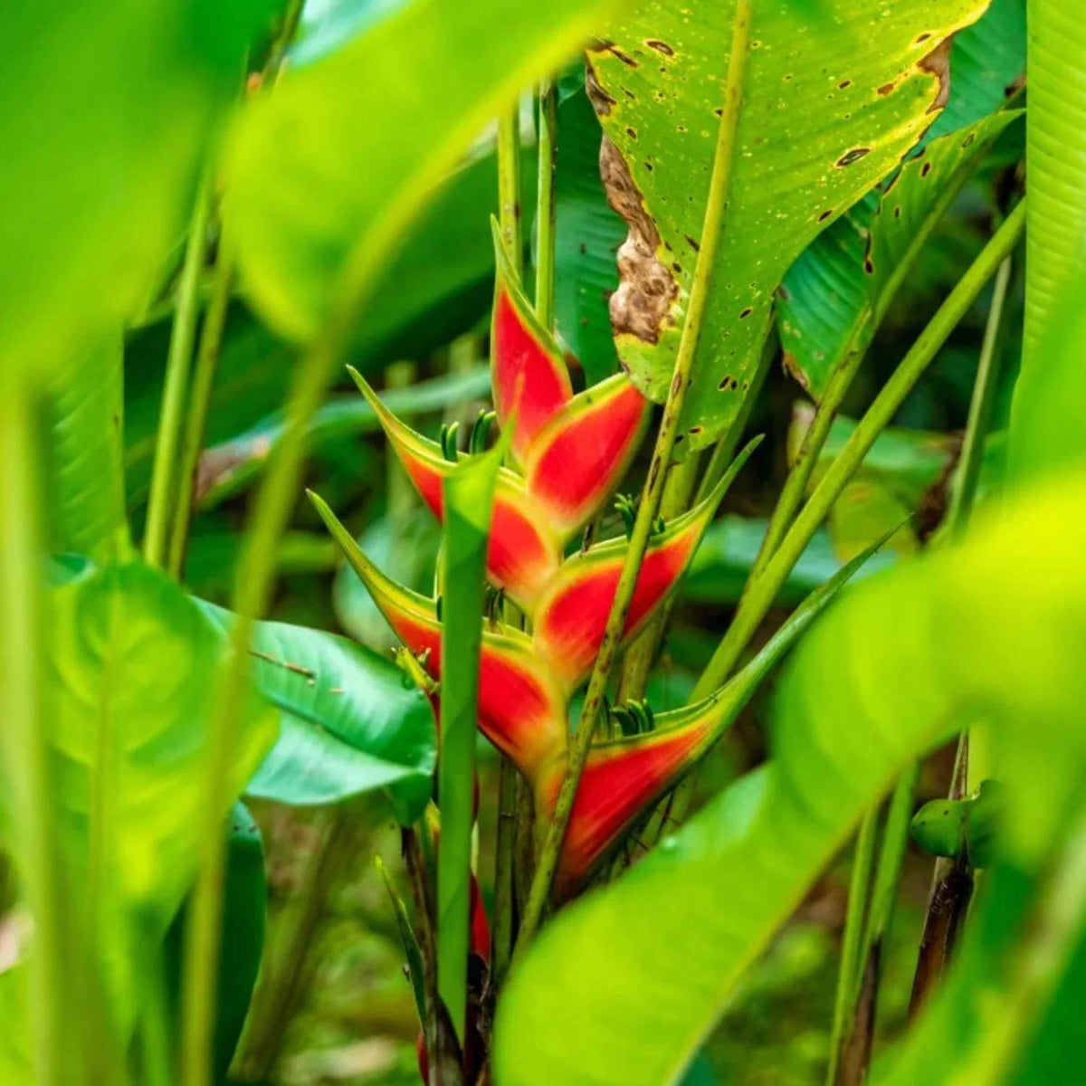 Heliconia Seeds