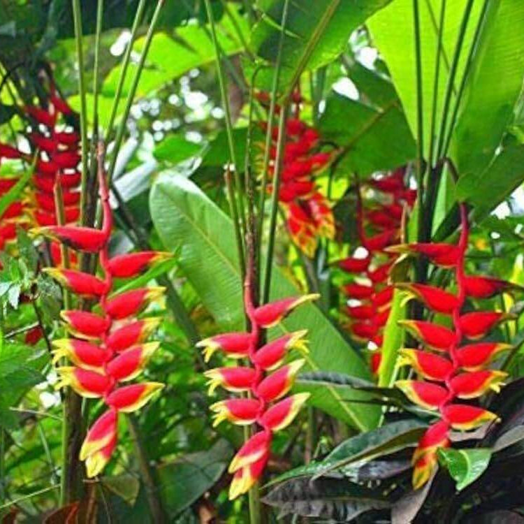 Heliconia Seeds