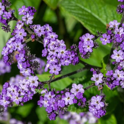 Heliotrope Seeds - Flower Plant for Home Gardens