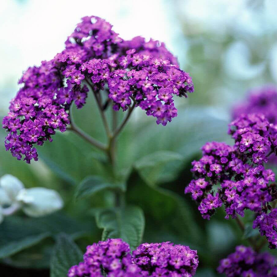 Heliotrope Seeds - Flower Plant for Home Gardens