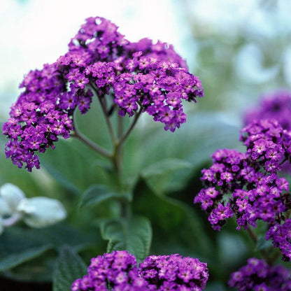 Heliotrope Seeds - Flower Plant for Home Gardens