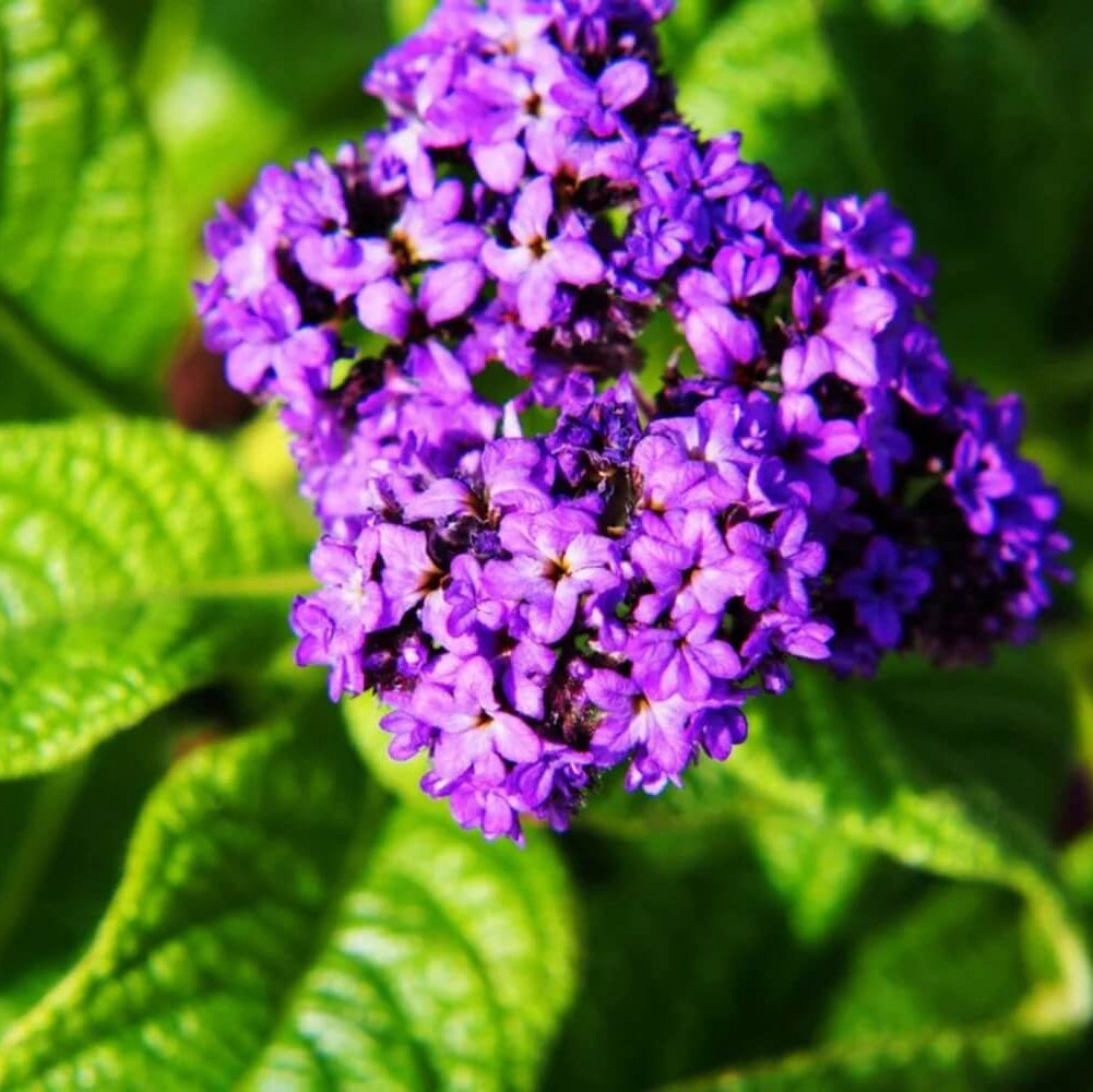 Heliotrope Seeds - Flower Plant for Home Gardens