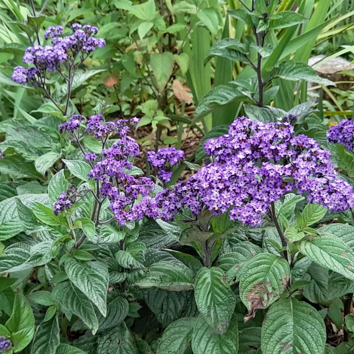 Heliotrope Seeds For Sale 