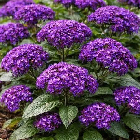 Heliotrope Seeds For Sale 