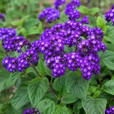 Heliotrope Seeds For Sale 