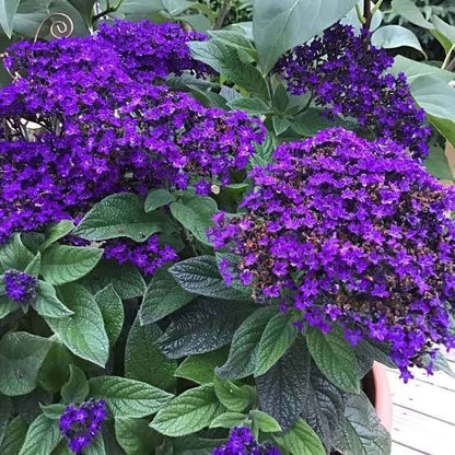 Heliotrope Seeds For Sale 