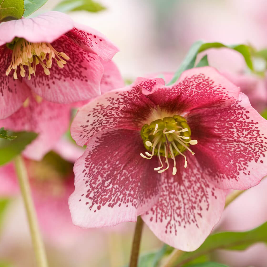 Hellebore Seeds