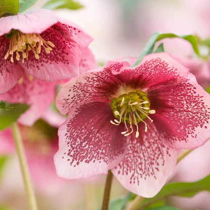 Hellebore Seeds