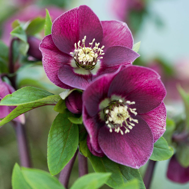 Hellebore Seeds