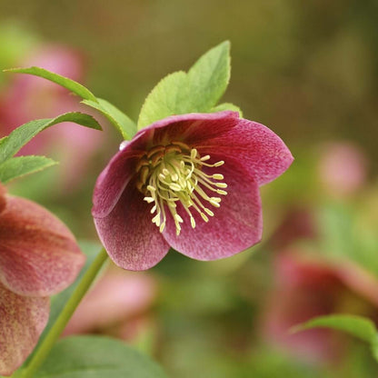 Hellebore Seeds