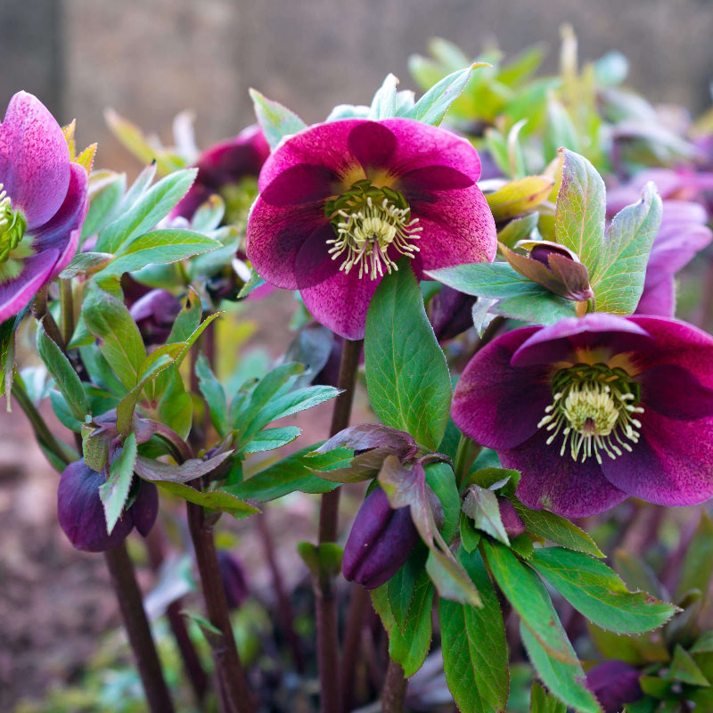 Hellebore Seeds