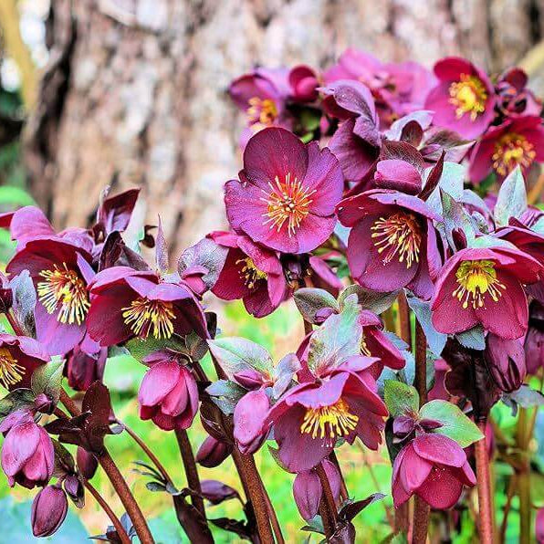 Helleborus Early Rose Seeds