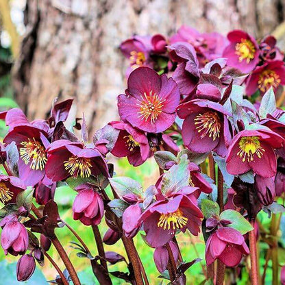 Helleborus Early Rose Seeds