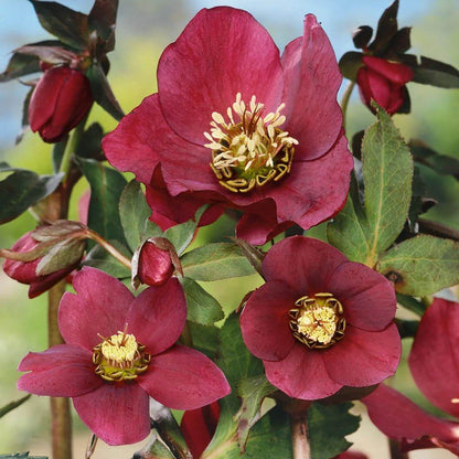 Helleborus Early Rose Seeds