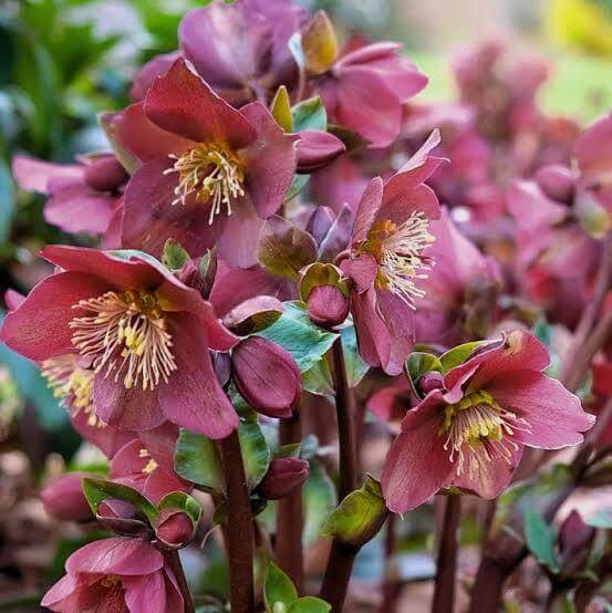 Helleborus Early Rose Seeds