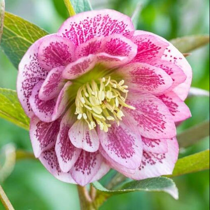 Helleborus Orientalis Lenten Rose Seeds