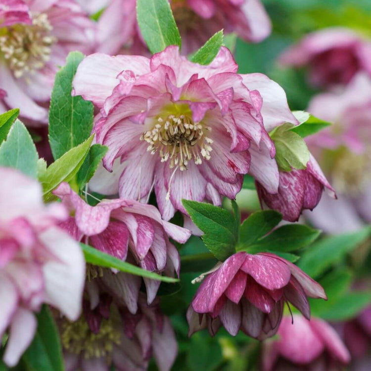 Helleborus Orientalis Lenten Rose Seeds