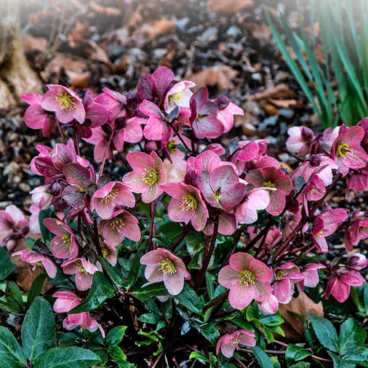 Helleborus Orientalis Lenten Rose Seeds