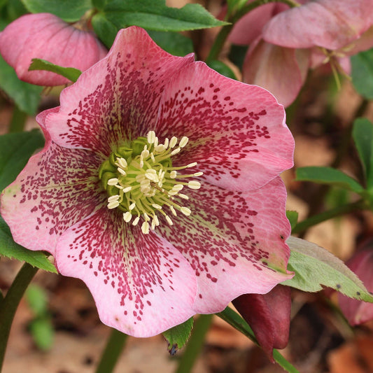 Helleborus Orientalis Lenten Rose Seeds