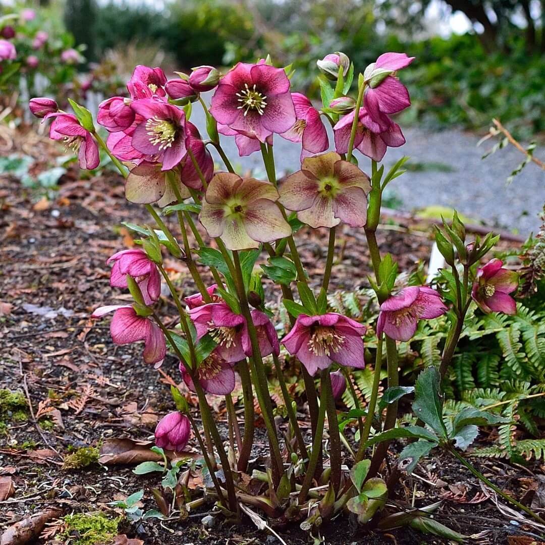 Helleborus Orientalis Lenten Rose Seeds