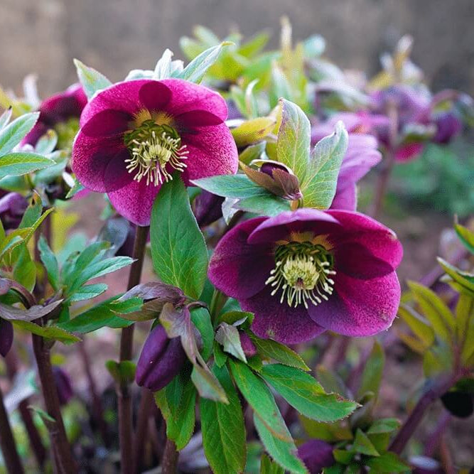 Helleborus Orientalis Lenten Rose Seeds