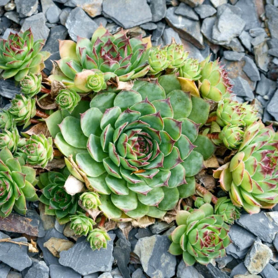Hen And Chicks Seeds