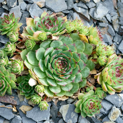 Hen And Chicks Seeds