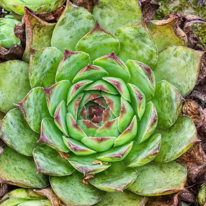 Hen And Chicks Seeds