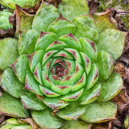 Hen And Chicks Seeds