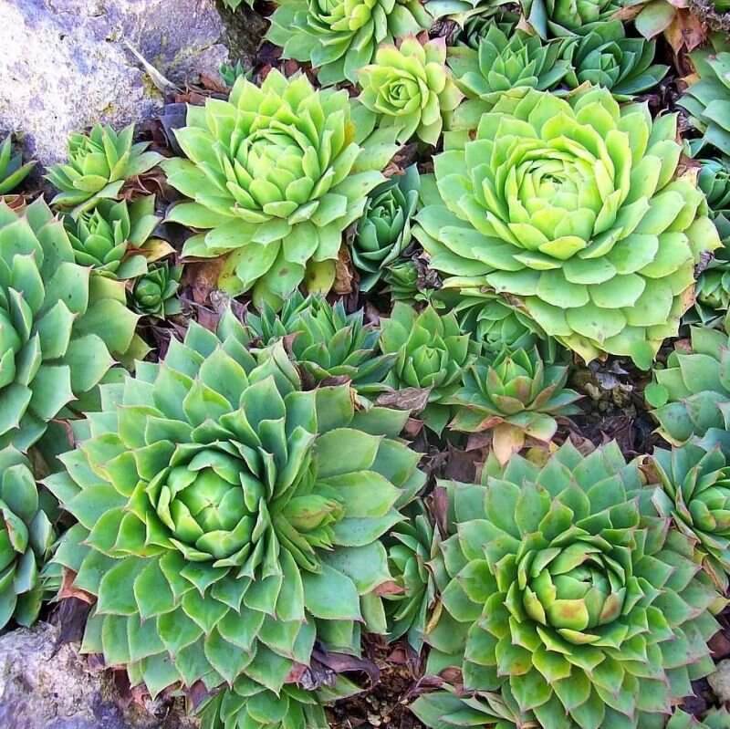 Hen And Chicks Seeds