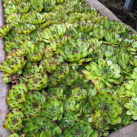 Hen And Chicks Seeds
