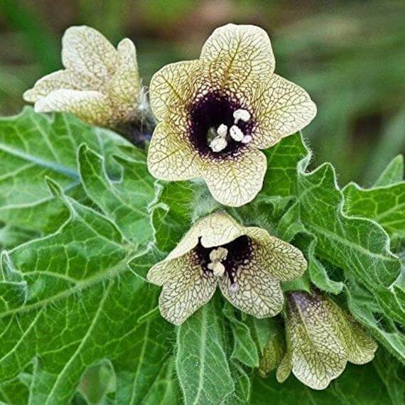 Henbane Seeds 