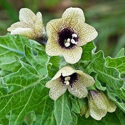 Henbane Seeds 