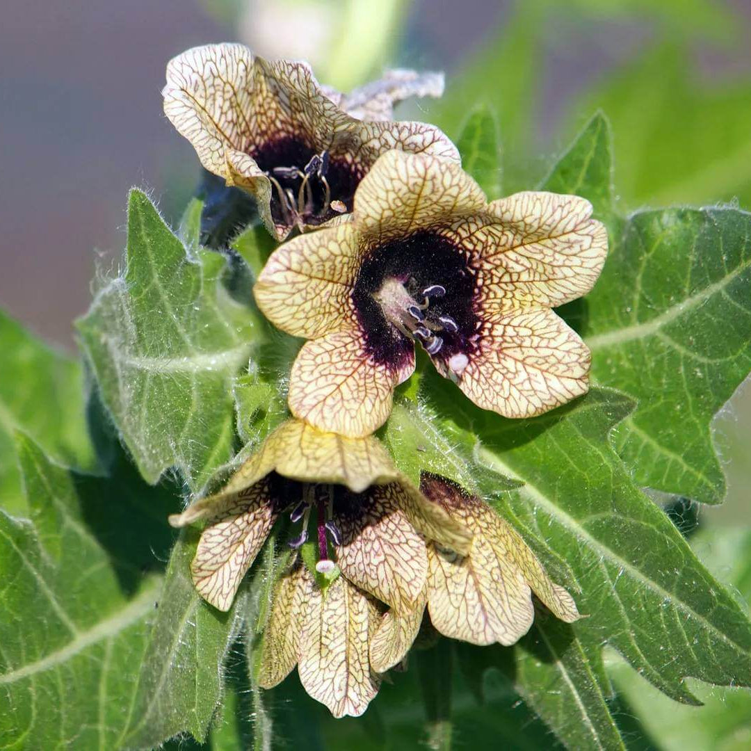 Henbane Seeds 