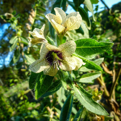 Henbane Seeds 