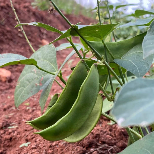 Henderson bush lima bean seeds - Vegetable Plant