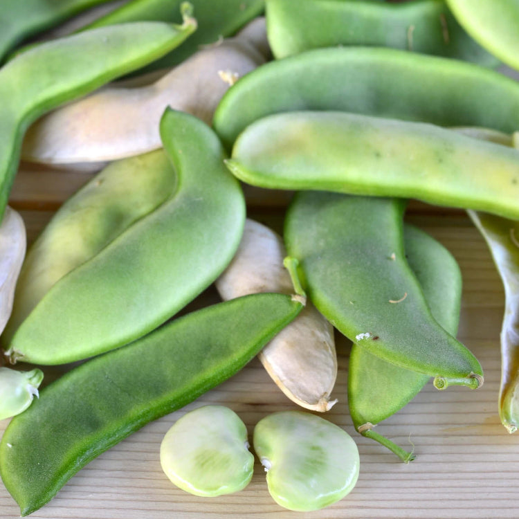 Henderson bush lima bean seeds - Vegetable Plant
