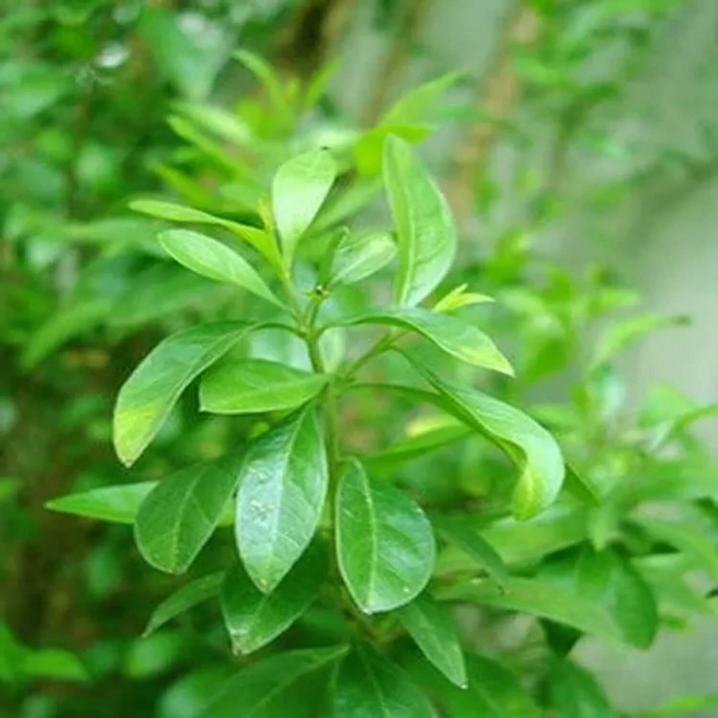 Henna Seeds - Herbal Plant for Home Gardens