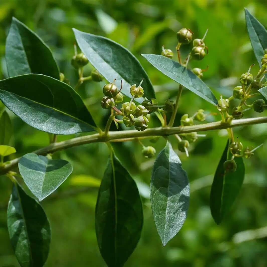 Henna Seeds - Herbal Plant for Home Gardens