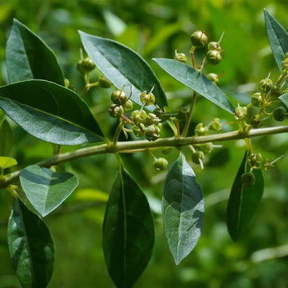 Henna Seeds - Herbal Plant for Home Gardens