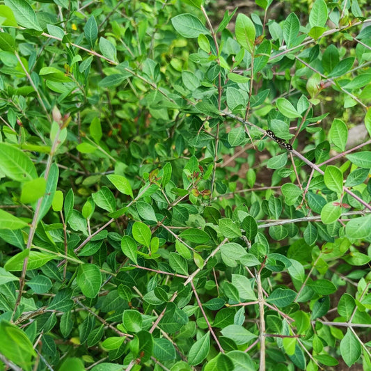 Henna Seeds - Herbal Plant for Home Gardens