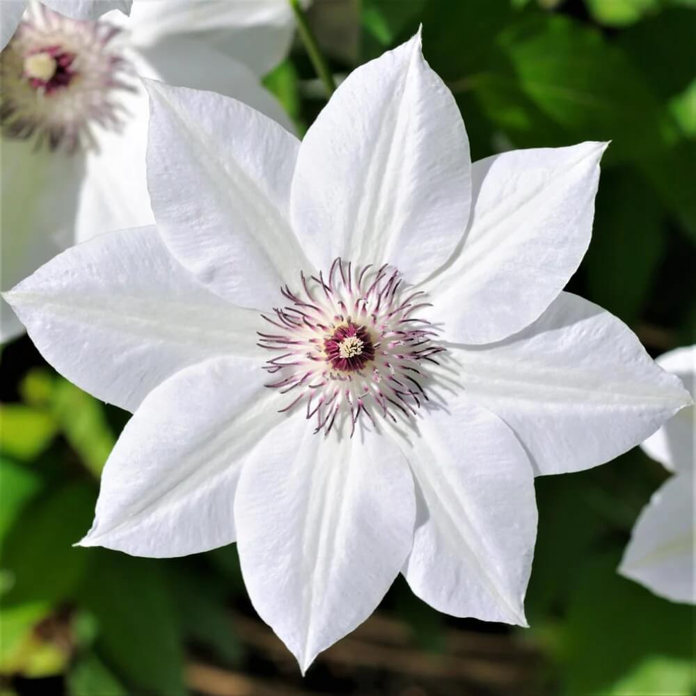 Henryi Clematis Seeds 