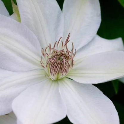 Henryi Clematis Seeds 
