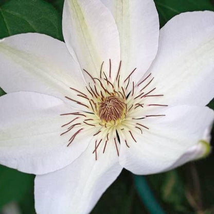 Henryi Clematis Seeds 
