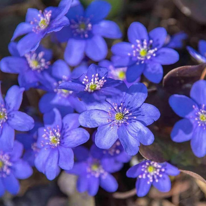 Hepatica Nobilis Seeds