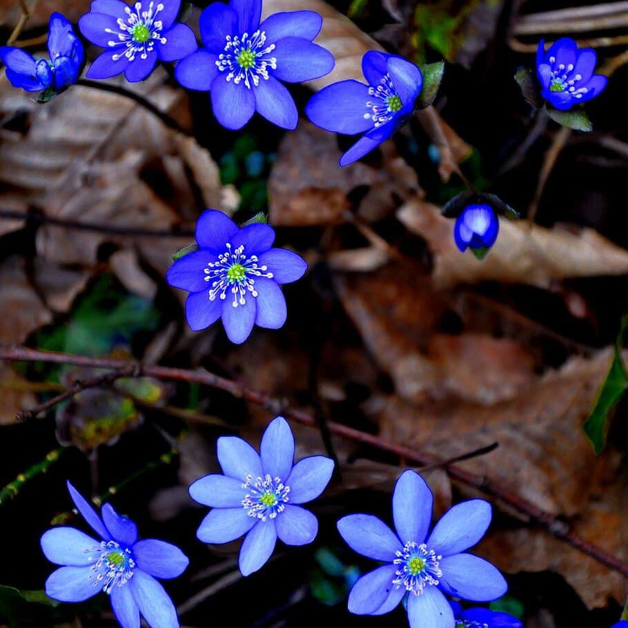 Hepatica Nobilis Seeds