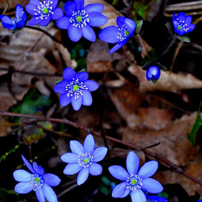 Hepatica Nobilis Seeds