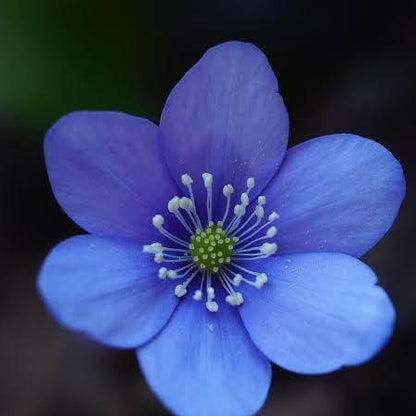 Hepatica Nobilis Seeds
