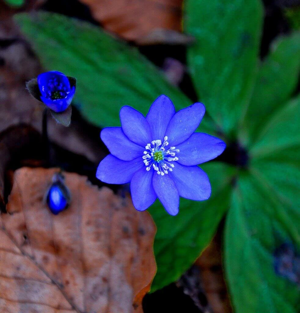 Hepatica Nobilis Seeds
